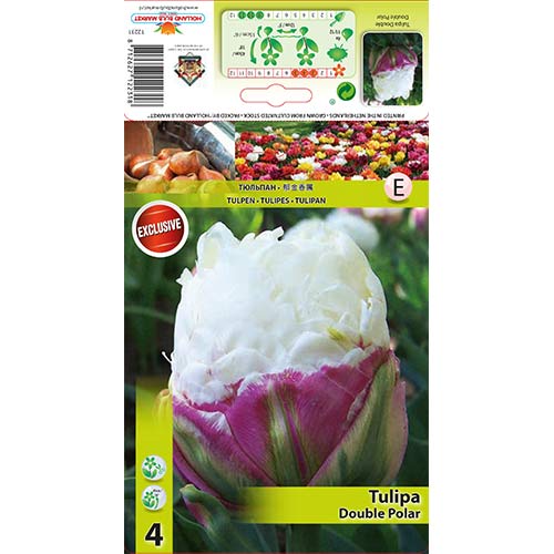 4 buc, Lalele Double Polar - Bulbi: Mod de ambalare: 4 buc