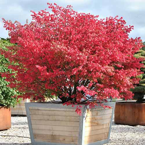 1 buc, Euonymus Coloratus - Răsaduri: Mod de ambalare: 1 buc