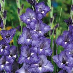 2 buc, Pachet economic! Gladiole Blue Isle - Bulbi: Mod de ambalare: 2 buc