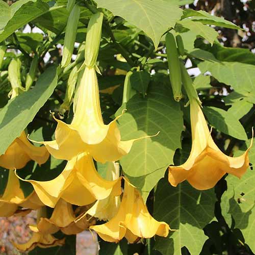1 szt, Brugmansia Angel's Yellow - Stauden: Ilość w opakowaniu: 1 Stück