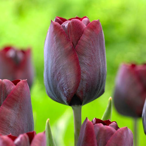 10 Stück, Tulpe Ronaldo - Blumenzwiebeln: Ilość w opakowaniu: 10 Stück