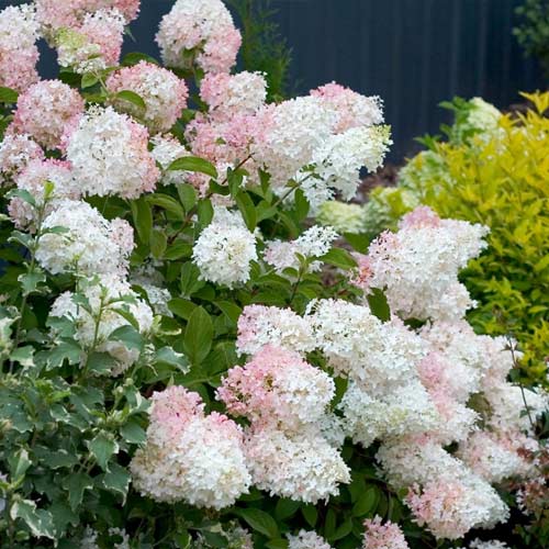 Hortênsia bouquet Phantom - Plântulas: Ilość w opakowaniu: 1 plant