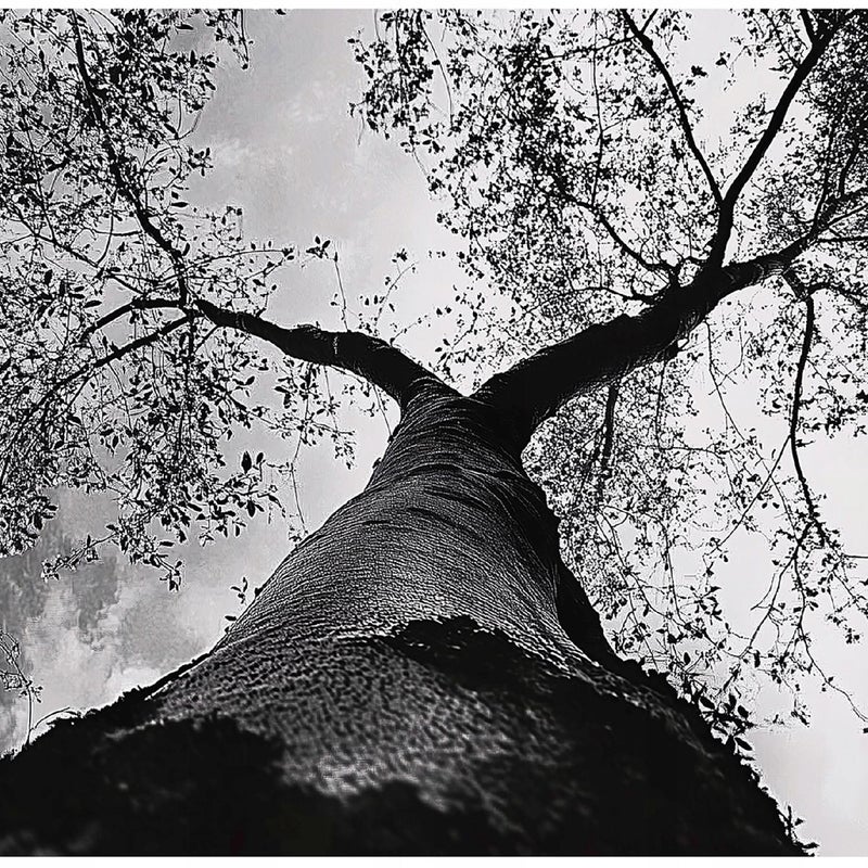Fototapeta Drzewo 3D Czarno Białe Natura 400x280 cm Tapeta Do Sypialni Salonu Kuchni Na Flizelinie