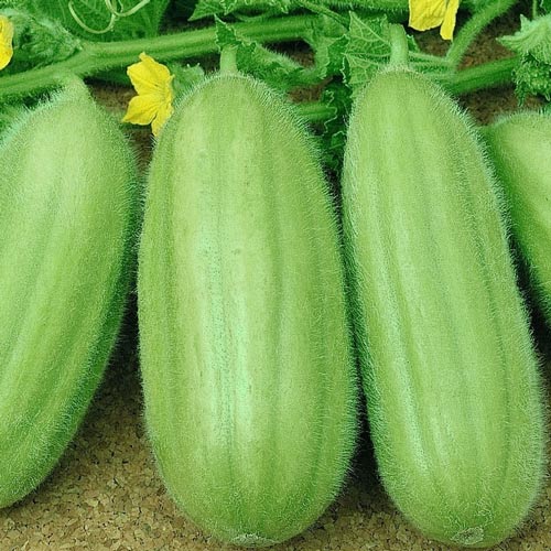 1 szt, Ogórek melonowy - Nasiona: Ilość w opakowaniu: 2 g