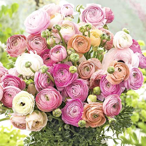 10 buc, Super ofertă! Ranunculus Pastell mix multicolor - Bulbi: Mod de ambalare: 10 buc