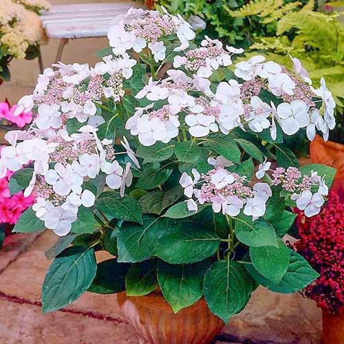 1 buc, Hortensia paniculată Libelle - Răsaduri: Mod de ambalare: 1 buc