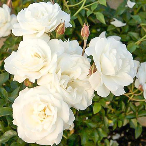 1 buc, Trandafir floribunda Diademe White - Butași: Mod de ambalare: 1 buc