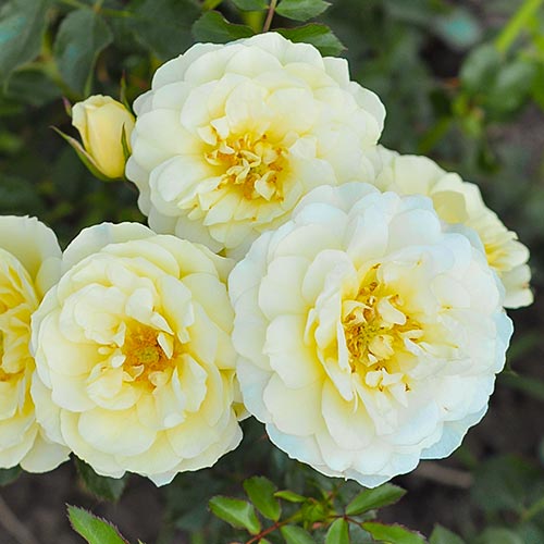 1 saz, Růže floribunda Yellow Pixie - : Monžstvo balíkov: 1 saz
