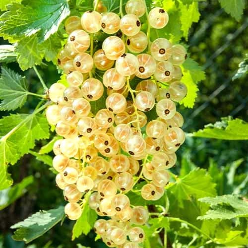 1 saz, Rybíz bílý Versailles Blanche, Р9 - : Monžstvo balíkov: 1 saz