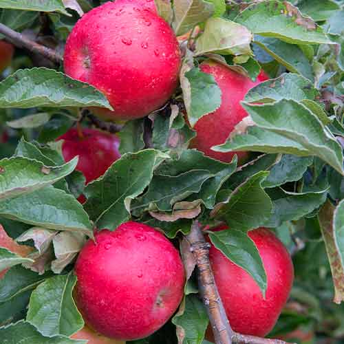 1 szt, Apfel (columnar) Mars - Setzlinge: Ilość w opakowaniu: 1 szt