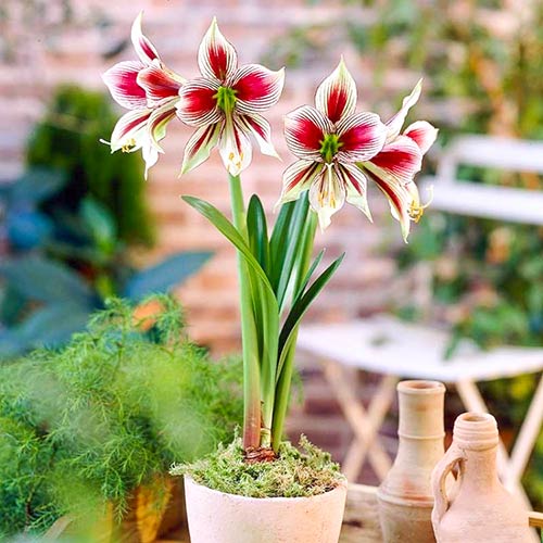1 szt, Amaryllis (Hippeastrum) Papillio - Cebule: Ilość w opakowaniu: 1 szt.