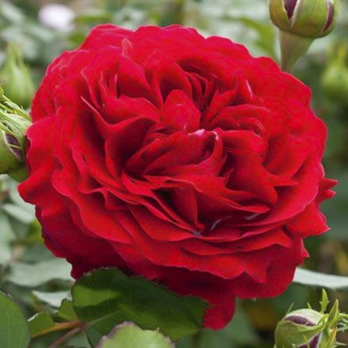 1 buc, Trandafir floribunda Kronborg - Răsaduri: Mod de ambalare: 1 buc
