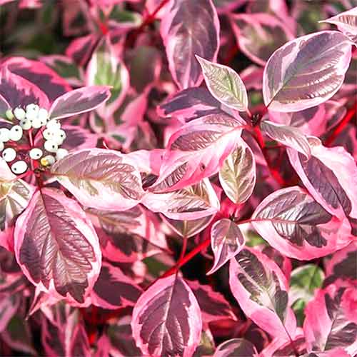 1 buc, Cornus alba Siberian Pearls - Răsaduri: Mod de ambalare: 1 buc