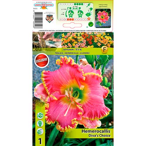 1 cib, Denivka (Hemerocallis) Diva's Choice - : Monžstvo balíkov: 1 cib