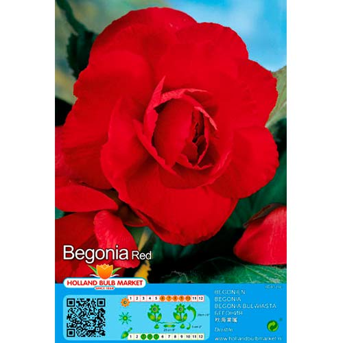 1 szt, Begonie Double Red - Stauden: Ilość w opakowaniu: 2 Stück