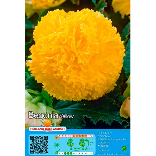 1 szt, Begonie Fimbriata Yellow - Stauden: Ilość w opakowaniu: 2 Stück