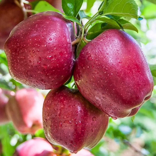 Macieira Red Shar, С2 - Plântulas: Ilość w opakowaniu: 1 plant