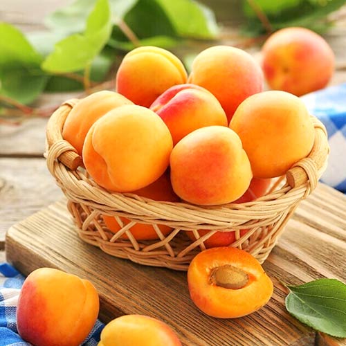 Albaricoque Diamante, С2 - Plántulas: Ilość w opakowaniu: 1 plantas