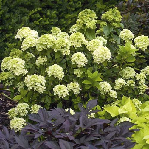 Ramo de hortensias Mojito PBR, С2 - Plántulas: Ilość w opakowaniu: 1 none