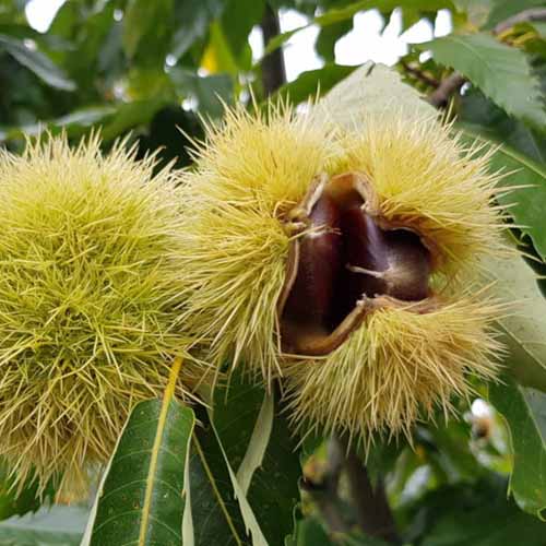 Castaño Melivoias, С2 - Plántulas: Ilość w opakowaniu: 1 plantas