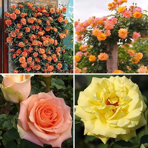 4 sadz, Super oferta! Zestaw róż Tango, 4 sadzonki - Sadzonki: Ilość w opakowaniu: 4 sadz