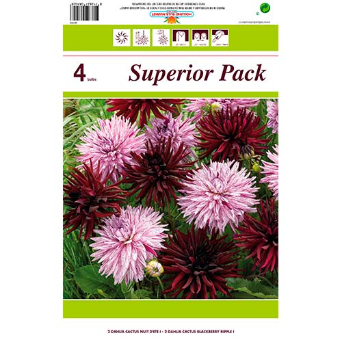 4 buc, Dalie Cactus, mix multicolor - Bulbi: Mod de ambalare: 4 buc