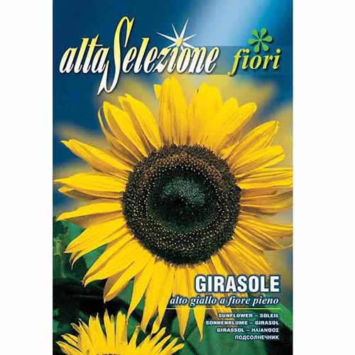 1 pac, Floarea soarelui decorativă cu flori pline - Semințe: Mod de ambalare: 2.5 g