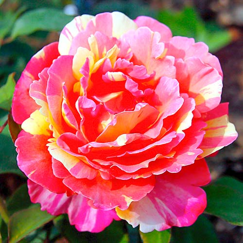 1 Pflanze(n), Großblütige Rose Variegata di Barni - Setzlinge: Ilość w opakowaniu: 1 Pflanze(n)