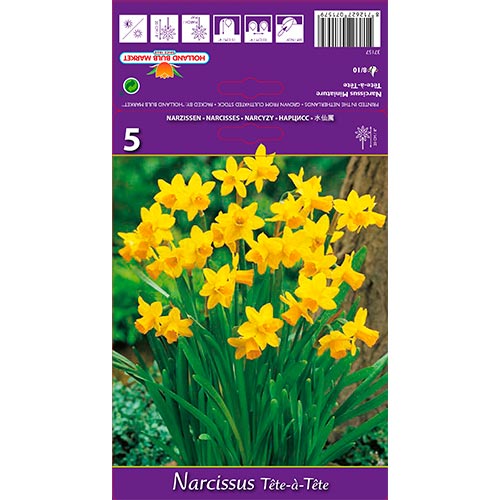 Narcissus Tete-a-Tete - Bulbos: Ilość w opakowaniu: 5 bulbe