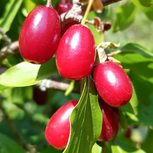 1 Pflanze(n), Kornelkirsche (Cornus), P9 - Setzlinge: Ilość w opakowaniu: 1 Pflanze(n)