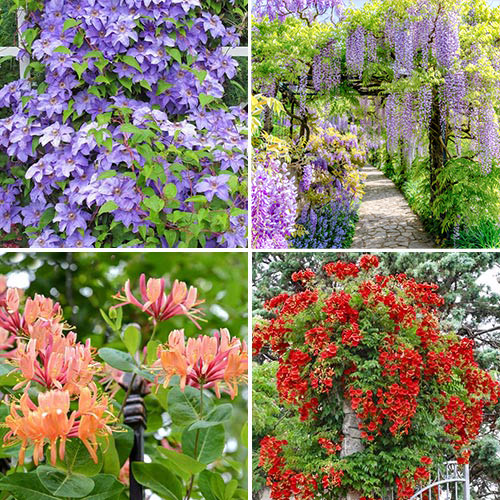 Kletterpflanzen Bluhende Pergola, Set mit 4 Setzlingen - Setzlinge: Ilość w opakowaniu: 4 Pflanze(n)