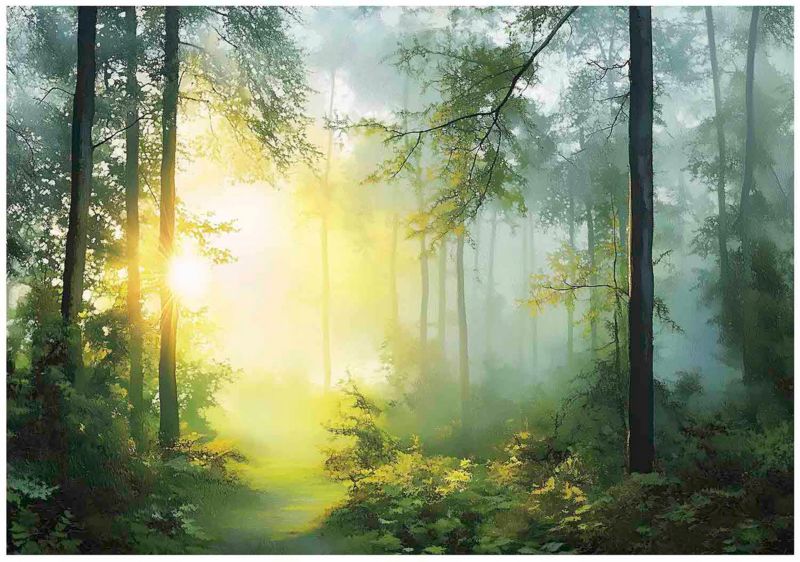 Fototapeta 3D Las Drzewa Natura Do Salonu Sypialni WALLARENA 350x250 cm Tapeta Na Flizelinie 1 szt.