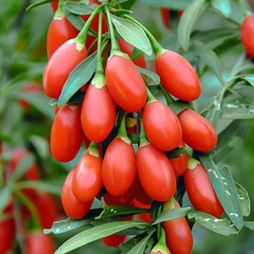 1 sadz, Jagoda Goji Big Berry, P9 - Sadzonki: Ilość w opakowaniu: 1 sadz