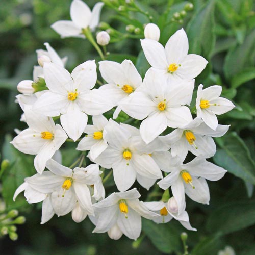 1 sadz, Jaśmin Grandiflora - Sadzonki: Ilość w opakowaniu: 1 sadz