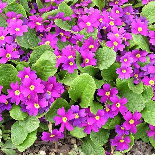 1 buc, Ciuboțica cucului (Primula) juliana Wanda - Răsaduri: Mod de ambalare: 1 buc