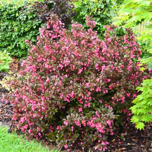 1 buc, Weigela florida Minor Black - : Mod de ambalare: 1 buc