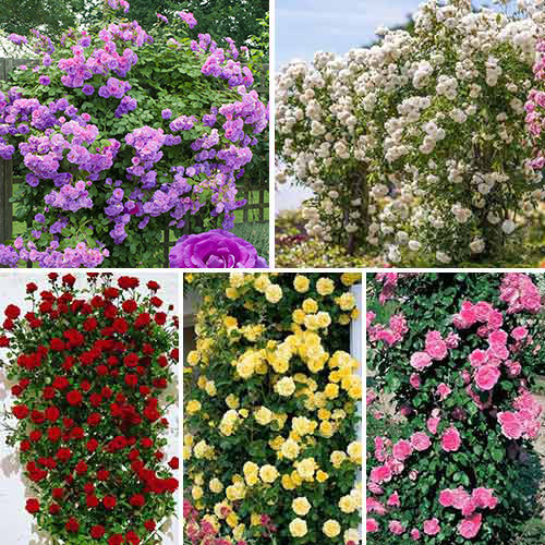 Super ofertă! Trandafiri urcători Top garden, set de 5 soiuri - Butași: Mod de ambalare: 5 buc