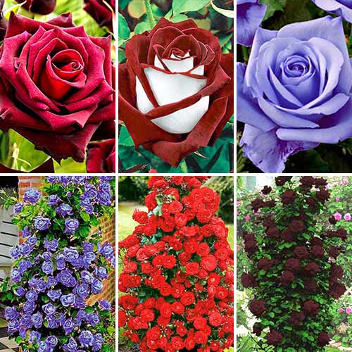 6 buc, Super ofertă! Trandafiri teahibrizi și urcători Top garden, set de 6 soiuri - Butași: Mod de ambalare: 6 buc