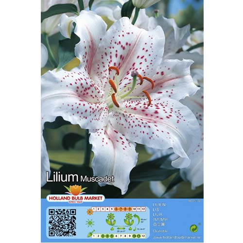 2 db, Liliom Muscadet - Hagymák: Mod de ambalare: 2 db