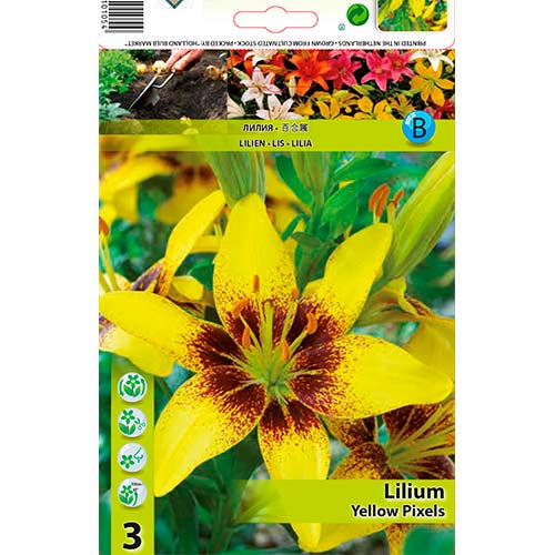 2 Stück, Lilie Yellow Pixels - Zwiebeln: Ilość w opakowaniu: 2 Stück