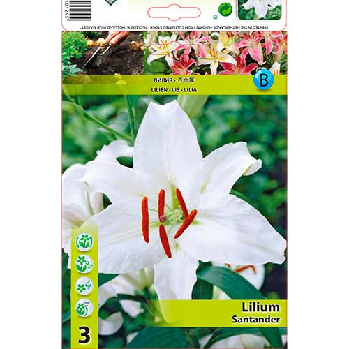 2 Stück, Lilie Santander - Blumenzwiebeln: Ilość w opakowaniu: 2 Stück