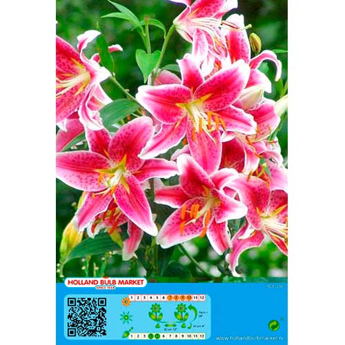 2 Stück, Lilie Stargazer - Blumenzwiebeln: Ilość w opakowaniu: 2 Stück