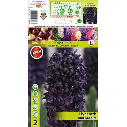 2 Stück, Hyazinthe Blue Saphire - Blumenzwiebeln: Ilość w opakowaniu: 2 Stück