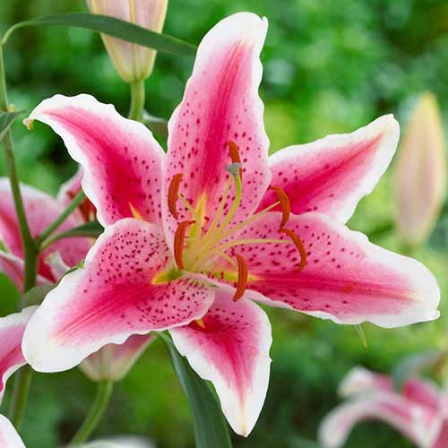 2 Stück, Lilie Stargazer - Blumenzwiebeln: Ilość w opakowaniu: 2 Stück