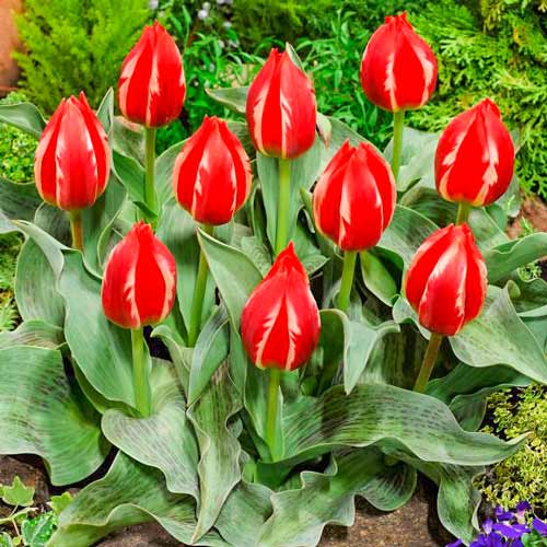 10 Stück, Tulpe Friendly Fire - Blumenzwiebeln: Ilość w opakowaniu: 10 Stück
