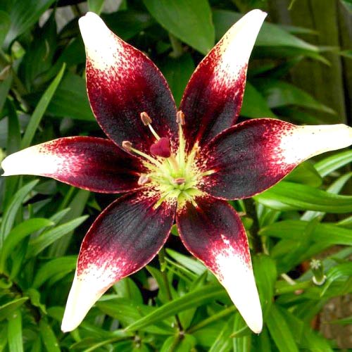 2 Stück, Lilie Purple Heart - Blumenzwiebeln: Ilość w opakowaniu: 2 Stück