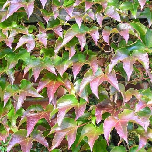 1 sadz, Parthenocissus tricuspidata Veitchii, С2 - Sadzonki: Ilość w opakowaniu: 1 sadz