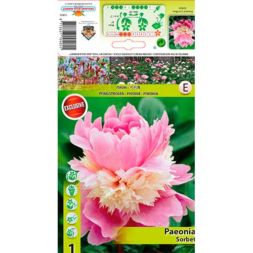 1 buc, Bujor Sorbet - Bulbi: Mod de ambalare: 1 buc