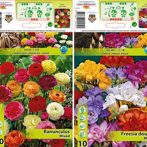 20 kus, Super nabídka! Frézia a ranunculusy Butterfly Beauty, mix - : Monžstvo balíkov: 20 kus