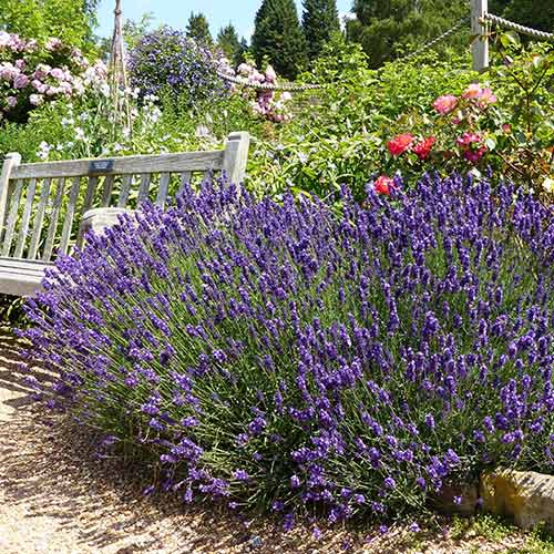 1 sadz, Lawenda wąskolistna Hidcote - Sadzonki: Ilość w opakowaniu: 1 sadz